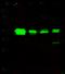 p42-MAPK antibody, 10030-T52, Sino Biological, Western Blot image 