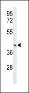 MOP antibody, LS-C163127, Lifespan Biosciences, Western Blot image 