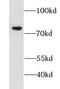 Large subunit GTPase 1 homolog antibody, FNab04869, FineTest, Western Blot image 