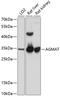 Agmatinase, mitochondrial antibody, A10494, Boster Biological Technology, Western Blot image 