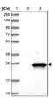 S-formylglutathione hydrolase antibody, NBP1-89479, Novus Biologicals, Western Blot image 