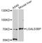 Galectin 3 Binding Protein antibody, LS-C747222, Lifespan Biosciences, Western Blot image 