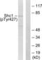 ShcA antibody, LS-C199567, Lifespan Biosciences, Western Blot image 