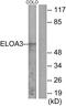 Elongin A3 antibody, PA5-38936, Invitrogen Antibodies, Western Blot image 