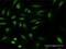 Ubiquitin Protein Ligase E3 Component N-Recognin 1 antibody, H00197131-M02, Novus Biologicals, Immunofluorescence image 