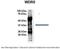 WD Repeat Domain 5 antibody, ARP41306_P050, Aviva Systems Biology, Immunoprecipitation image 