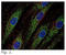 Granulophysin antibody, SM3035R, Origene, Immunofluorescence image 