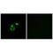 Chloride Channel CLIC Like 1 antibody, A11480, Boster Biological Technology, Immunohistochemistry frozen image 