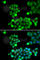 Nei Like DNA Glycosylase 1 antibody, A5828, ABclonal Technology, Immunofluorescence image 
