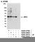 Interferon Regulatory Factor 2 antibody, A303-381A, Bethyl Labs, Western Blot image 