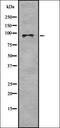 Platelet-activating factor acetylhydrolase IB subunit alpha antibody, orb337038, Biorbyt, Western Blot image 