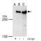 Transformation/Transcription Domain Associated Protein antibody, PA5-78246, Invitrogen Antibodies, Immunoprecipitation image 