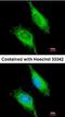 Myosin Binding Protein C, Fast Type antibody, orb73961, Biorbyt, Immunofluorescence image 