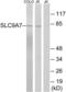 Solute Carrier Family 9 Member A7 antibody, LS-C120404, Lifespan Biosciences, Western Blot image 