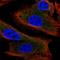 Microtubule Associated Protein 1S antibody, HPA054637, Atlas Antibodies, Immunofluorescence image 