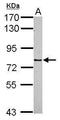 Cysteine-rich protein 2-binding protein antibody, PA5-31180, Invitrogen Antibodies, Western Blot image 