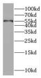 RAD23 Homolog A, Nucleotide Excision Repair Protein antibody, FNab07076, FineTest, Western Blot image 
