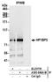 Heterochromatin Protein 1 Binding Protein 3 antibody, A305-840A-M, Bethyl Labs, Immunoprecipitation image 
