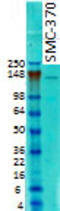 p190 antibody, TA326340, Origene, Western Blot image 