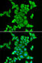 Striatin-3 antibody, 14-525, ProSci, Immunofluorescence image 