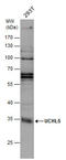 Ubiquitin C-Terminal Hydrolase L5 antibody, GTX131407, GeneTex, Western Blot image 