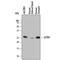 Glutathione S-transferase Mu 1 antibody, MAB6894, R&D Systems, Western Blot image 