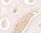 WW Domain Containing Adaptor With Coiled-Coil antibody, LS-C201071, Lifespan Biosciences, Immunohistochemistry frozen image 