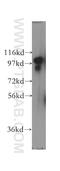 SCY1 Like Pseudokinase 2 antibody, 12325-1-AP, Proteintech Group, Western Blot image 