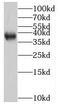 Siah E3 Ubiquitin Protein Ligase 2 antibody, FNab07858, FineTest, Western Blot image 