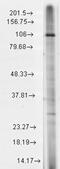 Short transient receptor potential channel 7 antibody, GTX42022, GeneTex, Western Blot image 