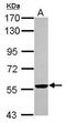 Keratin 2 antibody, GTX117806, GeneTex, Western Blot image 