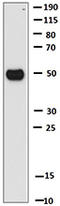 S-tag epitope tag antibody, 688102, BioLegend, Western Blot image 