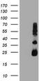 Metalloproteinase inhibitor 2 antibody, TA504042S, Origene, Western Blot image 