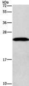 G Antigen 12I antibody, PA5-50666, Invitrogen Antibodies, Western Blot image 