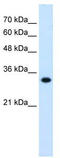 HL antibody, TA346166, Origene, Western Blot image 