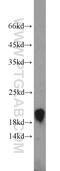 Trafficking Protein Particle Complex 3 antibody, 15555-1-AP, Proteintech Group, Western Blot image 