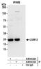 LSM12 Homolog antibody, A304-633A, Bethyl Labs, Immunoprecipitation image 