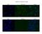 Cleavage Stimulation Factor Subunit 2 Tau Variant antibody, PA5-41856, Invitrogen Antibodies, Immunofluorescence image 