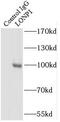 Lon protease homolog, mitochondrial antibody, FNab04820, FineTest, Immunoprecipitation image 