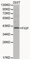 Vascular Endothelial Growth Factor D antibody, LS-C192455, Lifespan Biosciences, Western Blot image 