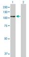 La Ribonucleoprotein Domain Family Member 4 antibody, H00113251-B01P, Novus Biologicals, Western Blot image 