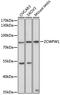 Zinc Finger CW-Type And PWWP Domain Containing 1 antibody, 23-047, ProSci, Western Blot image 