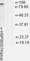 HSP90 antibody, LS-C231922, Lifespan Biosciences, Western Blot image 