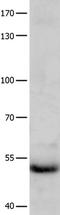 Cyclin A1 antibody, TA323776, Origene, Western Blot image 