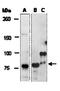Cullin 2 antibody, orb67162, Biorbyt, Western Blot image 