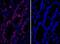 IgG-heavy and light chain antibody, A50-207D4, Bethyl Labs, Immunohistochemistry frozen image 