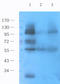 Von Willebrand Factor antibody, orb389273, Biorbyt, Western Blot image 