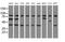 COBW Domain Containing 1 antibody, MA5-25220, Invitrogen Antibodies, Western Blot image 