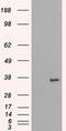 Serine/threonine-protein kinase Nek6 antibody, LS-C114610, Lifespan Biosciences, Western Blot image 