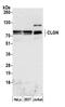 Calmegin antibody, A305-632A-M, Bethyl Labs, Western Blot image 